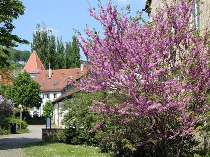 Residenzschloss Mergentheim, Schlosspark, Judasbaum hinter dem Café