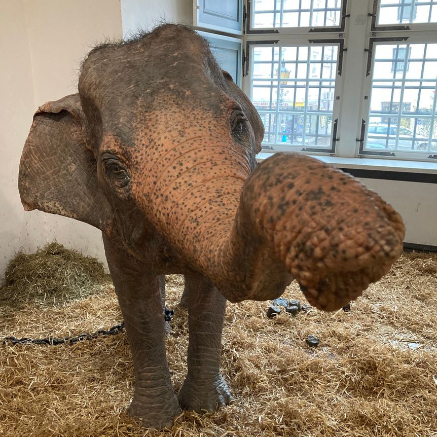 Residenzschloss Mergentheim, Event, Sonderausstellung Elefanten, Goetheelefant