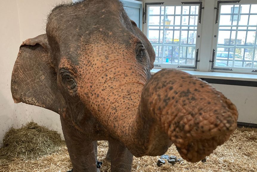 Residenzschloss Mergentheim, Event, Sonderausstellung Elefanten, Goetheelefant