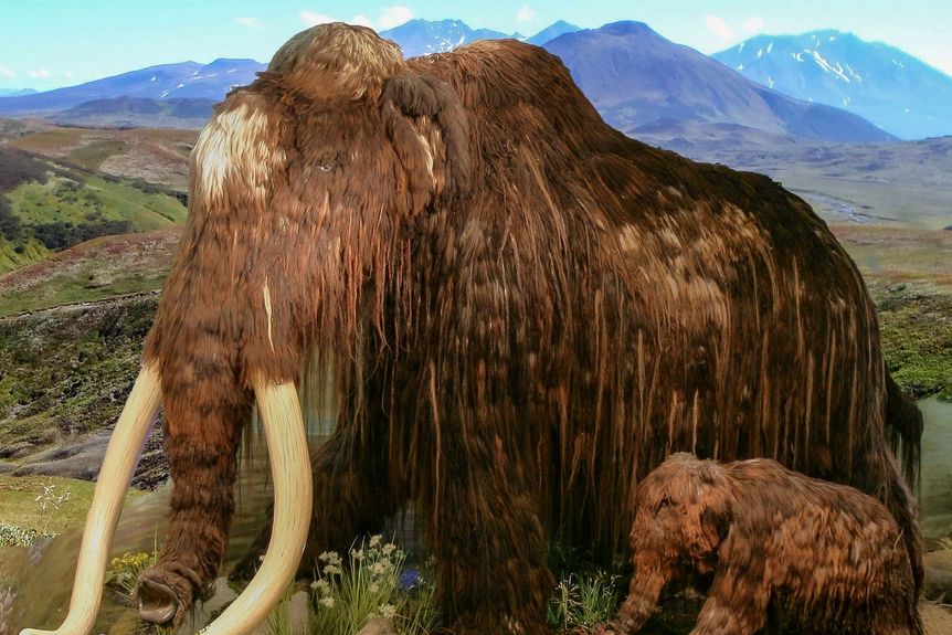 Residenzschloss Mergentheim, Event, Sonderausstellung Elefant. Wildtiere und Kulturikonen