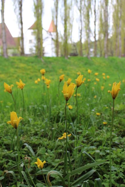 Residenzschloss Mergentheim, Schlosspark, gelbe Wildtulpen blühen auf einer Wiese