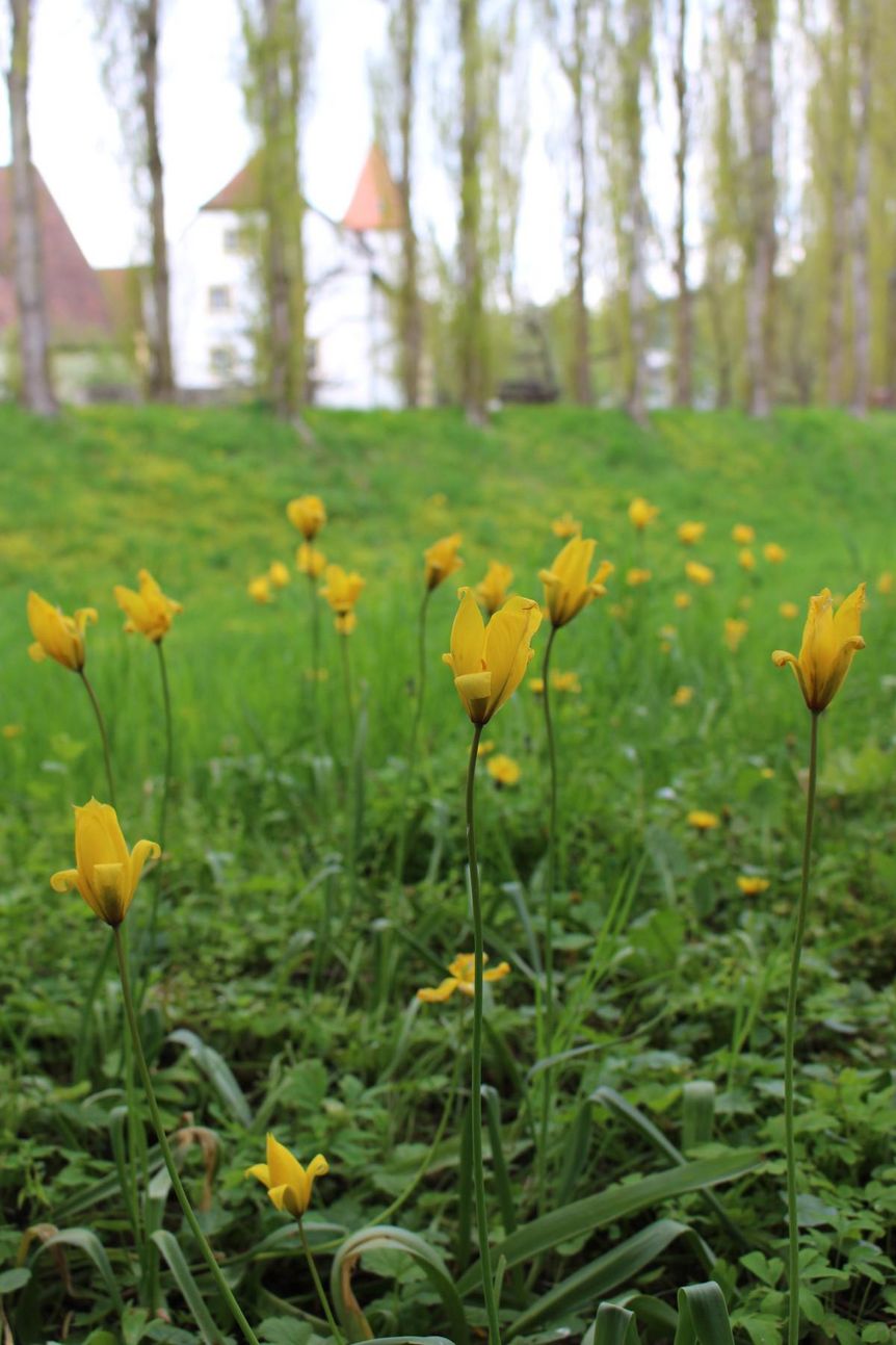 Residenzschloss Mergentheim, Schlosspark, gelbe Wildtulpen blühen auf einer Wiese