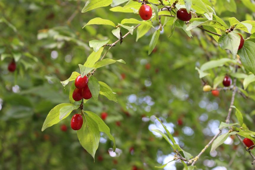 Residenzschloss Mergentheim, Schlosspark, Kornelkirsche