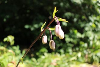 Residenzschloss Mergentheim, Schlosspark, Knospen einer Türkenbundlilie