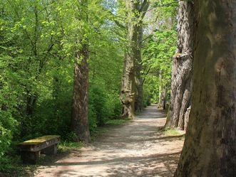 Residenzschloss Mergentheim, Schlosspark, Platanenallee an der östlichen Gartenmauer