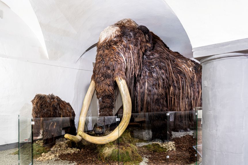 Residenzschloss Mergentheim, Event, Sonderausstellung Elefant. Wildtiere und Kulturikonen