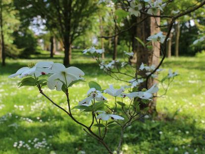 Residenzschloss Mergentheim, Schlosspark, Amerikanischer Blumen-Hartriegel