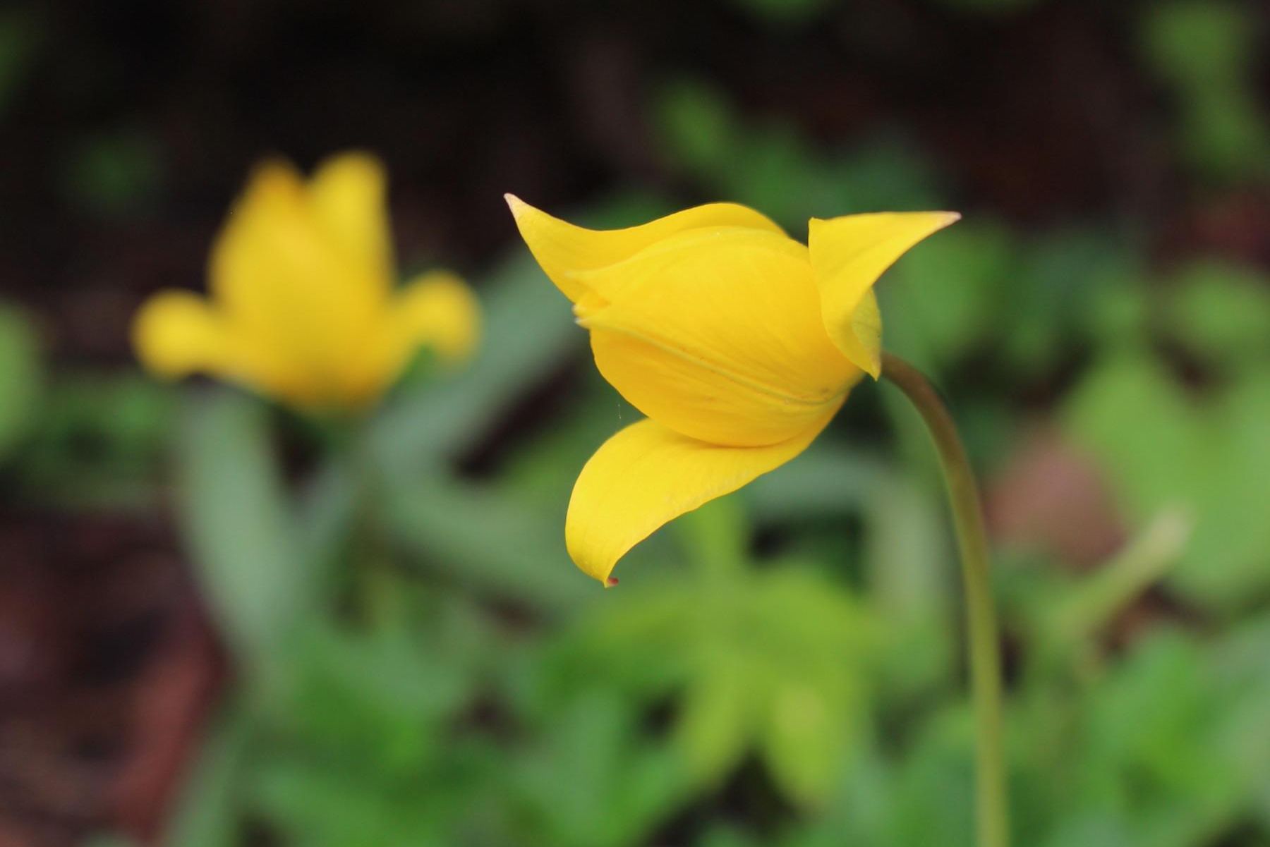 Residenzschloss Mergentheim, Schlosspark, gelbe Wildtulpe, Nahaufnahme