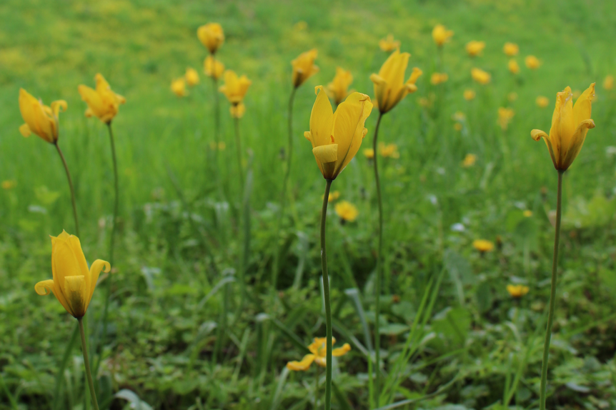 Residenzschloss Mergentheim, Schlosspark, Weinbergstulpen