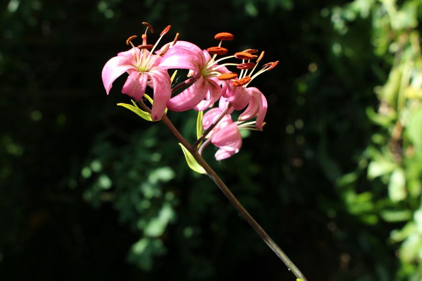 Residenzschloss Mergentheim, Detail, Türkenbundlilie