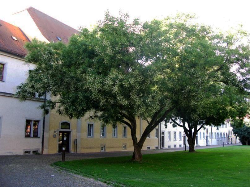 Residenzschloss Mergentheim, Arboretum im Schlossgarten, Japanischer Schnurrbaum