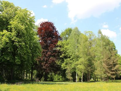 Residenzschloss Mergentheim, Schlosspark, Blutbuche