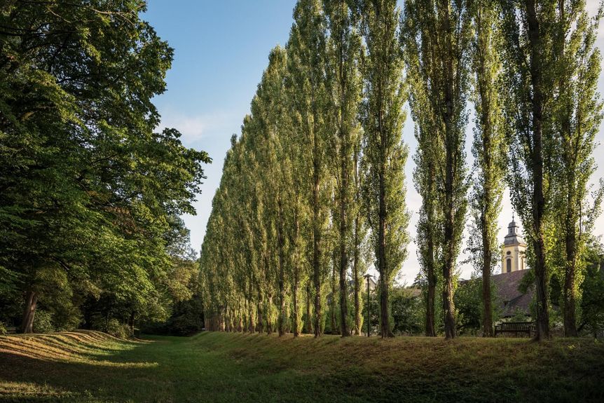 Residenzschloss Mergentheim, Schlossgarten, Pappelallee