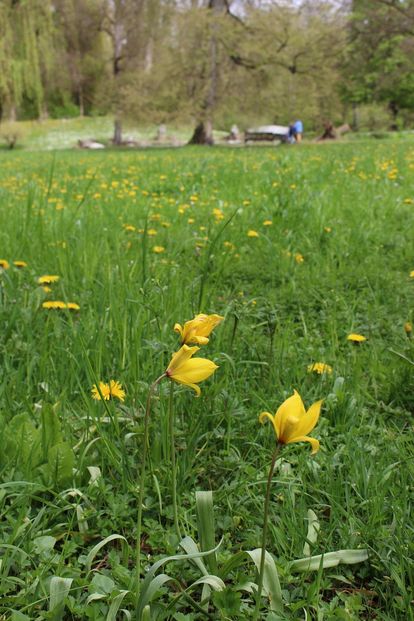 Residenzschloss Mergentheim, Schlosspark. Gelbe Wildtulpen blühen