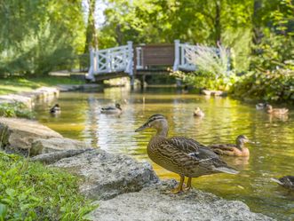 Residenzschloss Mergentheim, Schlosspark, Enten 