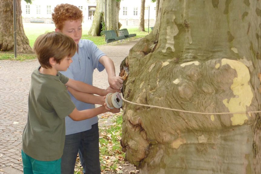 Residenzschloss Mergentheim, Event, Kinder vermessen einen Baum