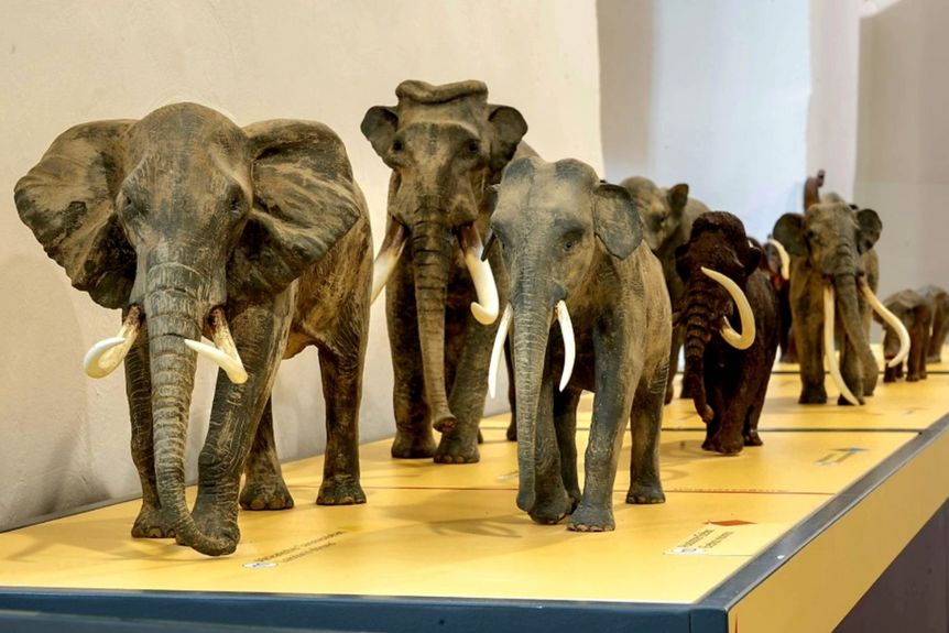 Foto: Staatliche Schlösser und Gärten Baden-Württemberg, Nicole Scheuerbrandt Residenzschloss Mergentheim, Event, Sonderausstellung Elefant. Wildtiere und Kulturikonen