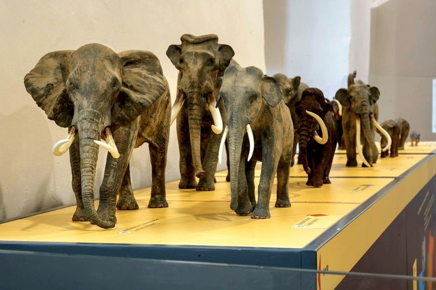 Foto: Staatliche Schlösser und Gärten Baden-Württemberg, Nicole Scheuerbrandt Residenzschloss Mergentheim, Event, Sonderausstellung Elefant. Wildtiere und Kulturikonen