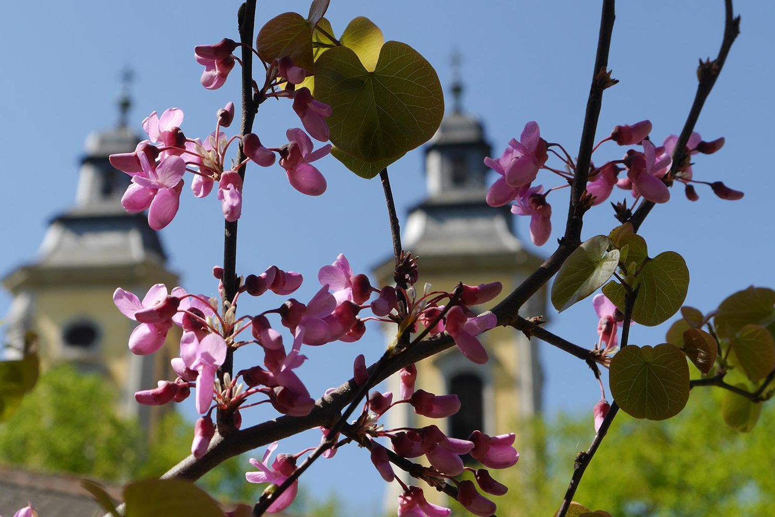 Residenzschloss Mergentheim, Garten