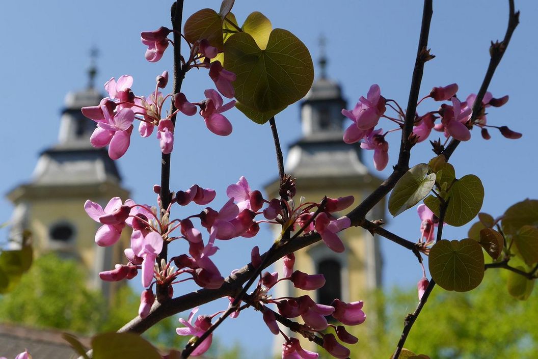 Residenzschloss Mergentheim, Garten