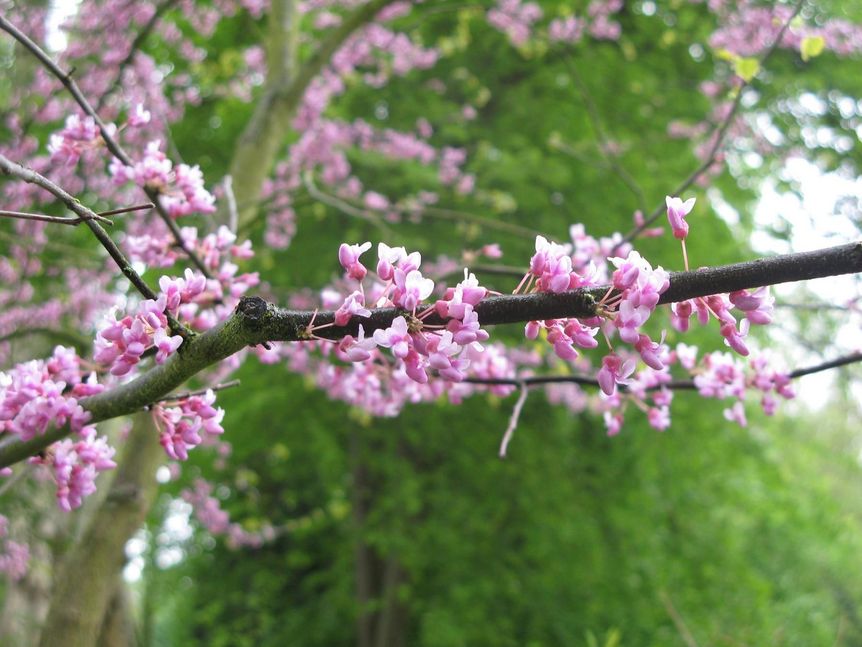 Residenzschloss Mergentheim, Arboretum im Schlossgarten