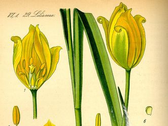Zeichnung einer Wildtulpe aus Prof. Dr. Otto Wilhelm Thomé: Flora von Deutschland, Österreich und der Schweiz. Gera 1885