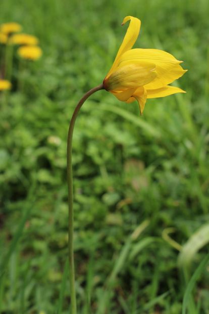 Residenzschloss Mergentheim, Schlosspark, gelbe Wildtulpe, Nahaufnahme