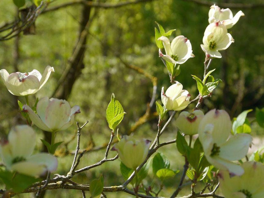 Residenzschloss Mergentheim, Arboretum im Schlossgarten, Amerikanischer Blumenhartriegel