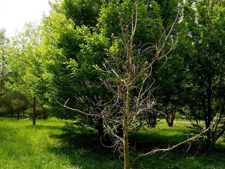 Residenzschloss Mergentheim, Arboretum im Schlossgarten, Geweihbaum