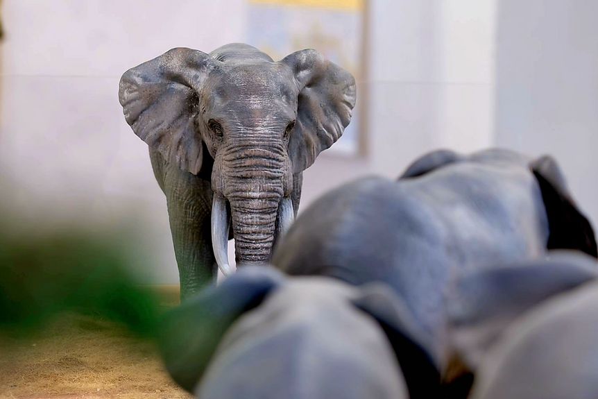 Foto: Staatliche Schlösser und Gärten Baden-Württemberg, Nicole Scheuerbrandt Residenzschloss Mergentheim, Event, Sonderausstellung Elefant. Wildtiere und Kulturikonen